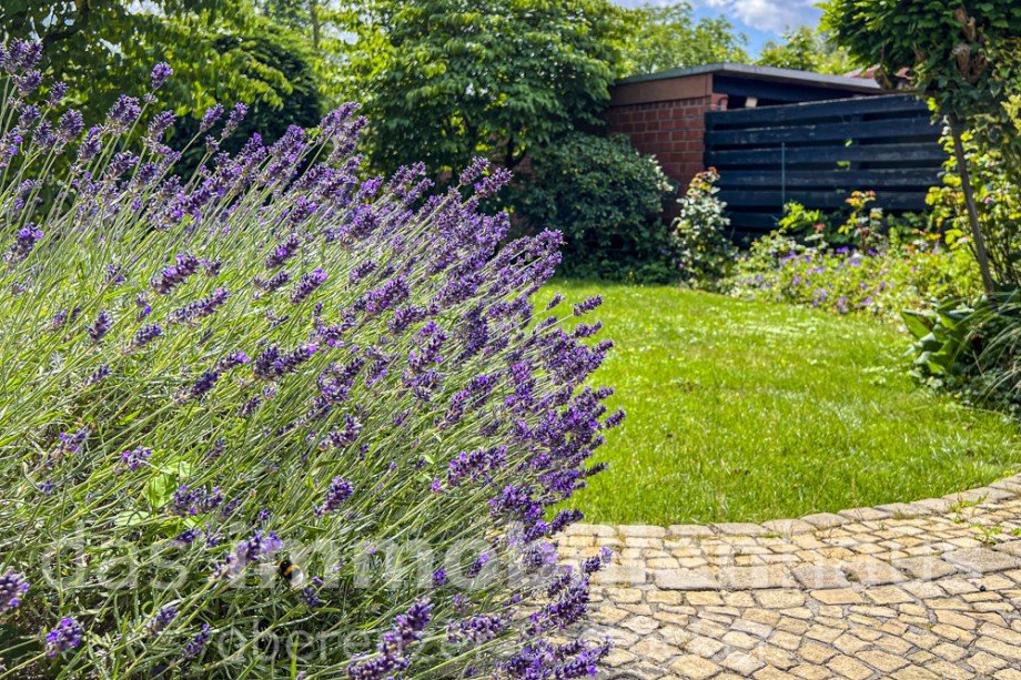 Gartenimpression - Schmied Einfamilienhaus in Braunschweig St�ckheim Einfamilienhaus Braunschweig / St�ckheim