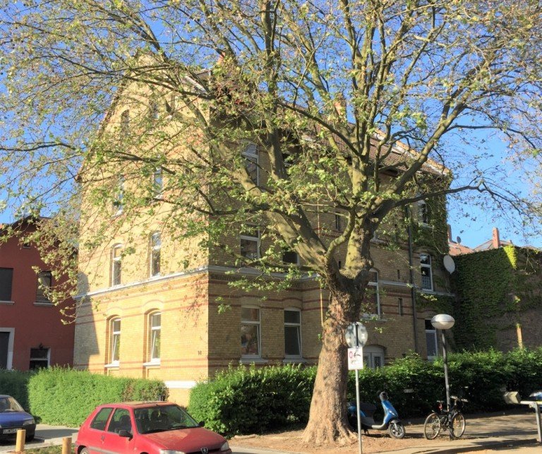 Ansicht Braunschweig - �stliches Ringgebiet Erdgeschosswohnung Vermietete Wohnung im �stl. Ringgebiet